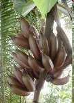 comosus; Alho - Allium sativum; Bananeira - Musa