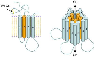 Receptor GABA A - estrutura