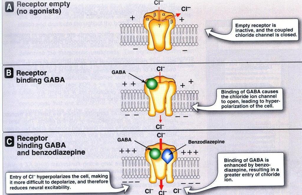 Receptor sem agonista Receptor sem ligante, o canal está fechado. Receptor com ligação do GABA Ligação do GABA abre o canal, passa o cloro e hiperpolariza a célula.