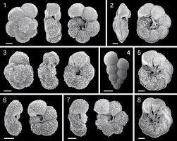 2)Ostracodes (crustáceos) empregados em seções marinhas e não-marinhas do Ordoviciano ao Recente.