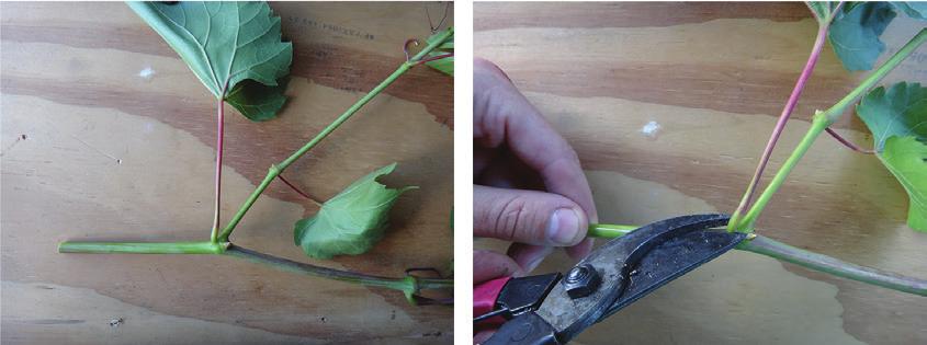 à filoxera e se plantadas de pé-franco acabam definhando e morrendo em poucos anos.