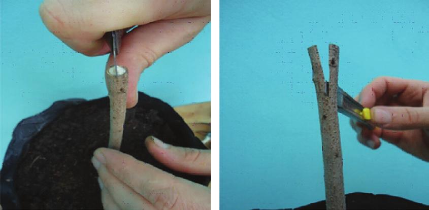 Para a realização da enxertia por garfagem em fenda o porta-enxerto deve ter no mínino um ano de idade com diâmetro de 8 a 12 mm.