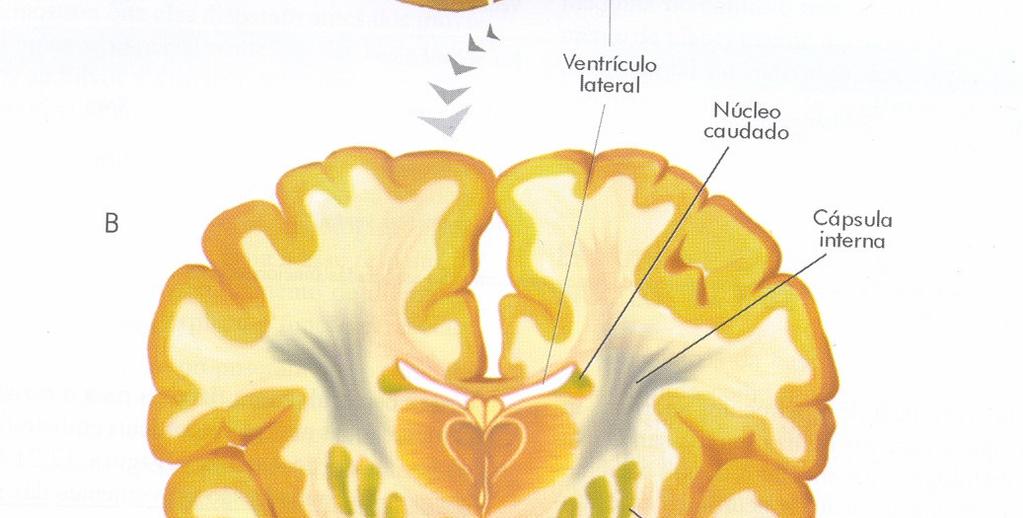 Núcleos da base Sistema límbico