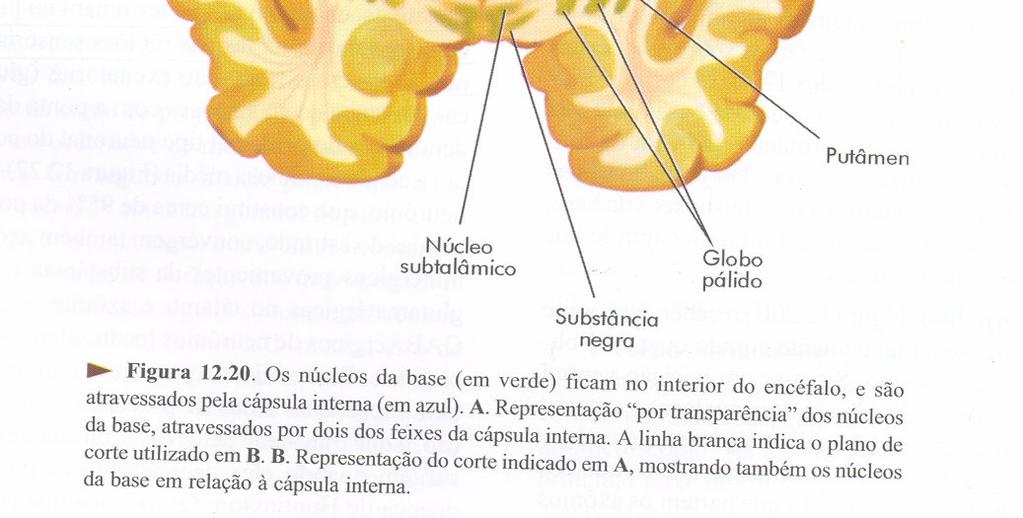 Função- motivação e emoção