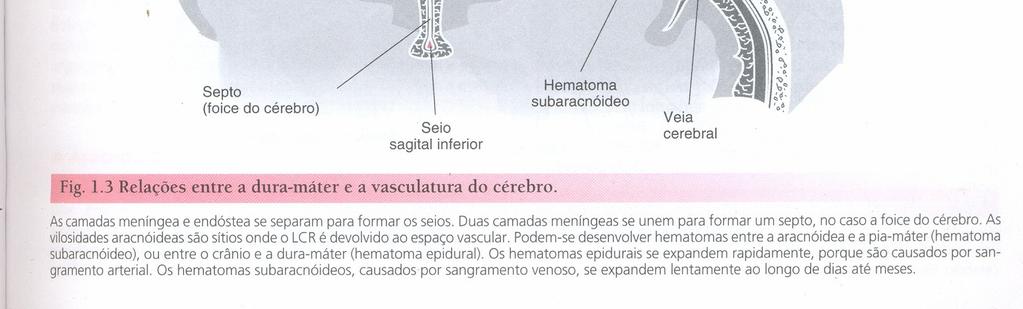 revestimentos externos do cérebroas