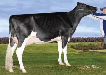 Stantons Stready EX-92-CAN Extra Mr