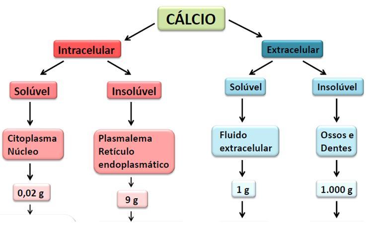 Contração muscular Divisão celular Secreção Função citoesquelética Sinalização de hormônios Sinalização elétrica Integridade