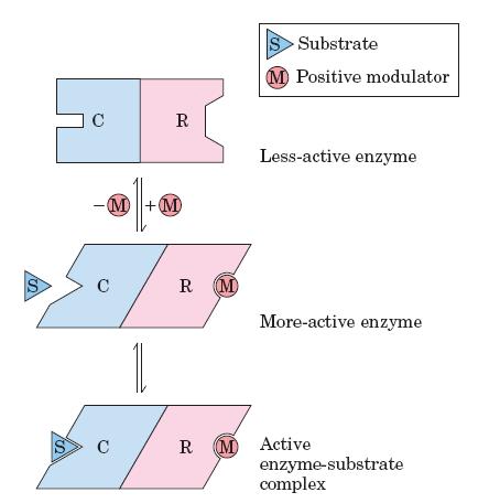 Modulação alostérica Induz: Modificações conformacionais na estrutura