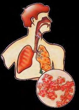 O sistema respiratório e as dimensões das partículas 10 2 µm são retidas na garganta 2 0.