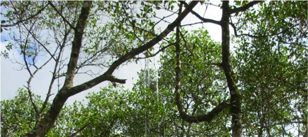 Figura 3: Vista da torre microclimática instalados nos manguezais da Ilha do Papagaio -Barra do Ribeira Iguape/SP.