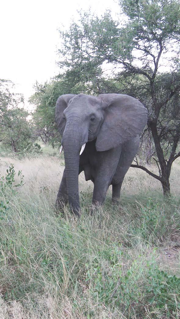 PRINCIPAIS ATRACÇÕES A Reserva é o local ideal para observar famílias numerosas de elefantes, diversos tipos de antílopes, roedores e aves.