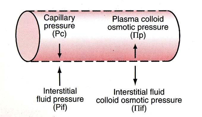 microcirculação: equilíbrio de Starling componentes hidrostático osmótico pressão capilar (P c ) pressão