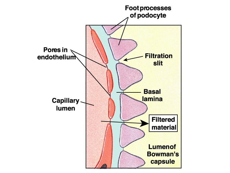 Filtração Glomerular Forças que produzem a