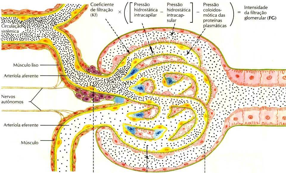 Equação de Starling FG = K f [(P CG -P EB )- CG ] Onde, FG = filtração glomerular K f = coeficiente de filtração (produto da área de membrana capilar pela permeabilidade a àgua)