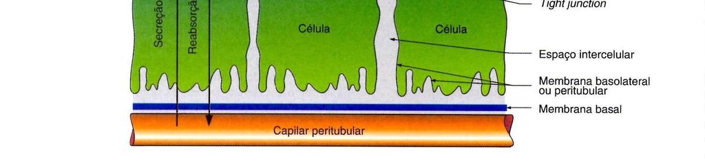 - Alta capacidade de