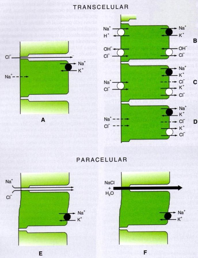 - Sistemas de transporte Reabsorção Transcelular