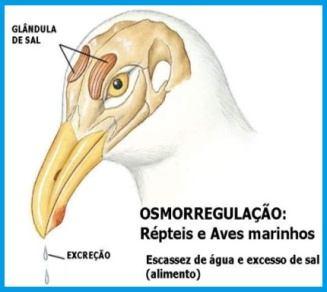 Concentração osmótica - Humanos, bovinos, suínos: poucas alças longas (1/3 a 1/5 do total); - Cães, gatos, coelhos, ovelhas e cabras: muitas alças longas; - Rato canguru: urina com osmolaridade até