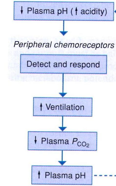 Acidose metabólica compensação pulmonar