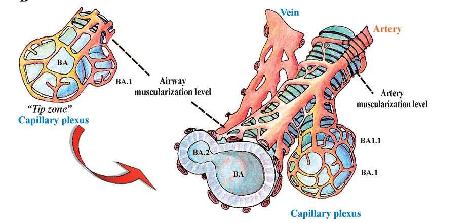 Nos alvéolos, a interface hematoaérea é uma delgada camada de endotélio