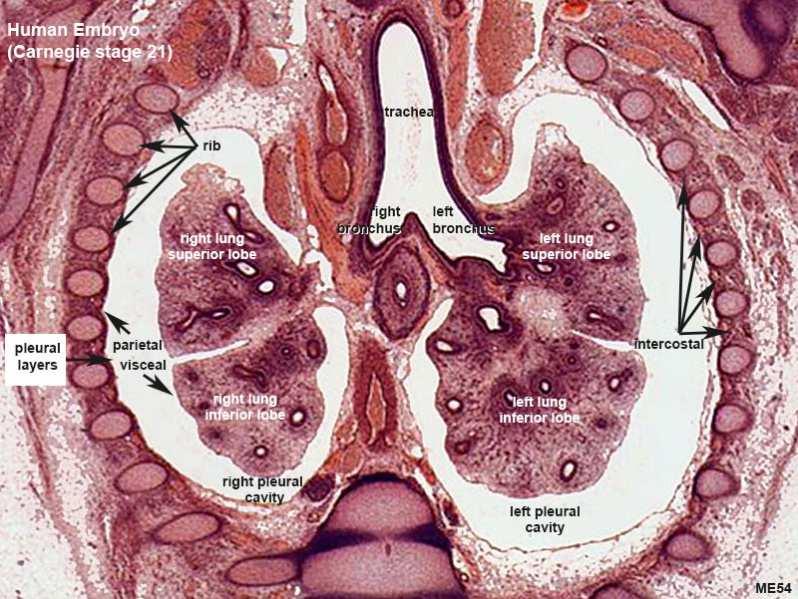 PLEURA= Mesoderma Lateral Visceral + Parietal Porção condutora do pulmão= Endoderma Ambos o