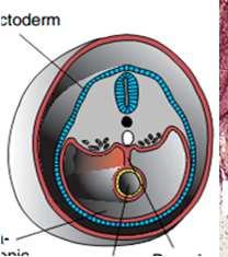 TUBO DORSAL ENDODÉRMICO Visão transversal https://embryology.med.unsw.edu.