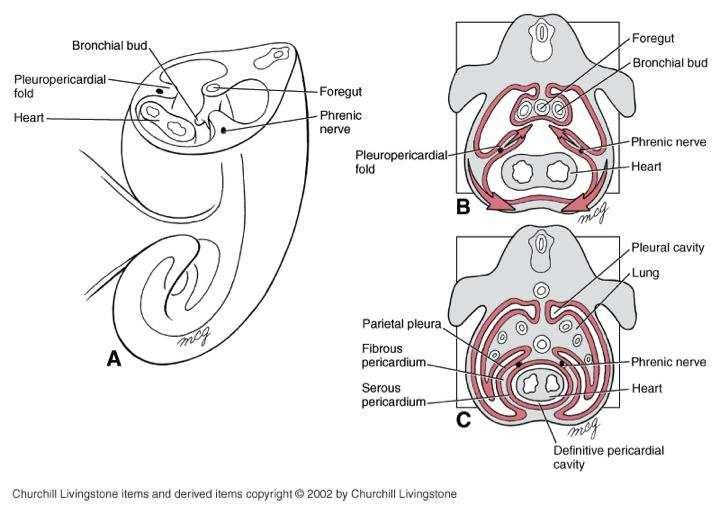 jpg Netter : Atlas de Embriologia Humana Visão lateral A CAVIDADE RESPIRATÓRIA/plêurica