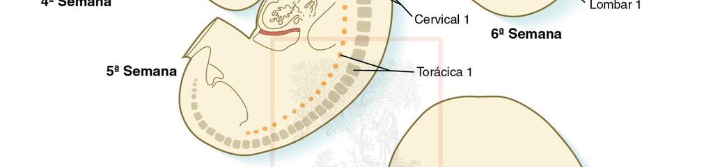 mesoderma imediatamente