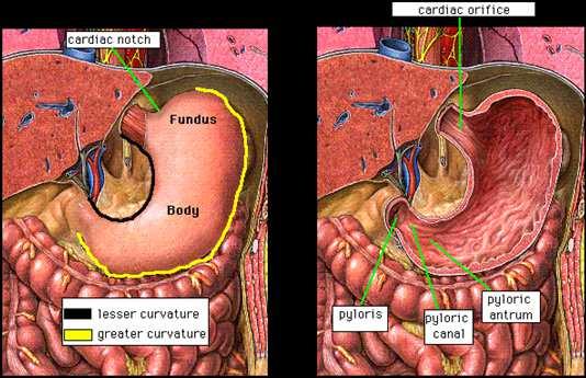 Mesentério Dorsal Aorta Note: Cefalo Dorsal Ventral