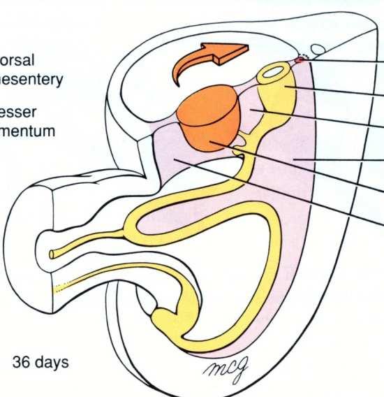 Rotação em 90 0 anti-horário (visão ventral) do laço intestinal Dica 1: Rotação total de 270 0 anti-horário 4.