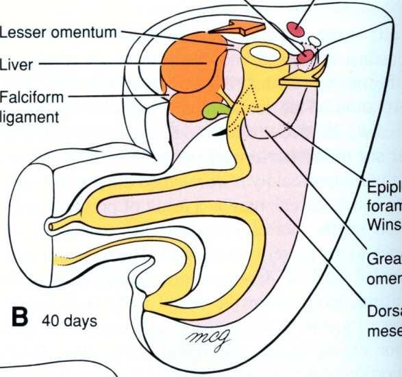 anti-horário ventral HERNIAÇÃO DA ALÇA INTESTINAL É a invasão do cordão umbilical pela alça intestinal em