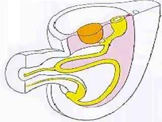 digestivo passa por várias fases: