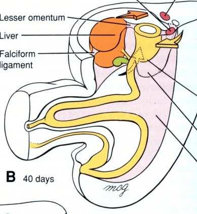 umbilical.