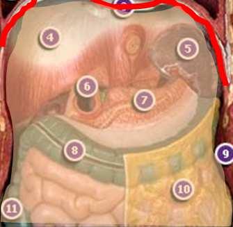 VISCERAL e A membrana PARIETAL FORMAÇÃO DO PULMÃO Problema