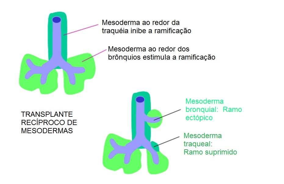 O QUE DETERMINA A RAMIFICAÇÃO?