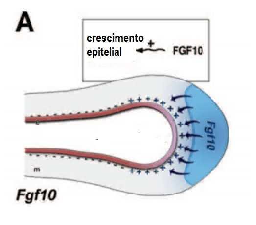 FGF-10, que induz o