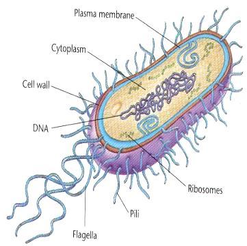 CÉLULAS PROCARIÓTICAS - As células procariotas são pobres em organelas e membranas; - Estruturalmente
