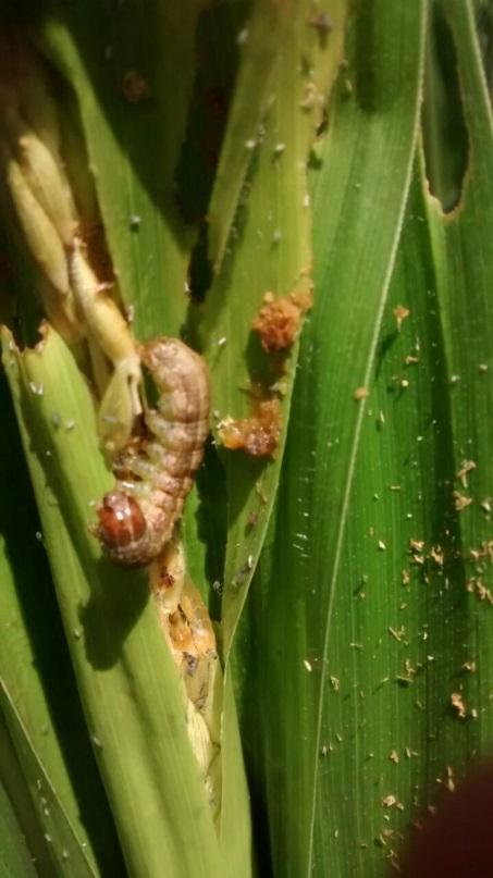 PREVISÃO DO TEMPO PARA O MATO GROSSO DO SUL De acordo com o modelo