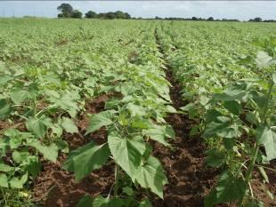 ACTIVIDADES - Moçambique 2008/9: 500 ha plantados com Jatropha incluindo