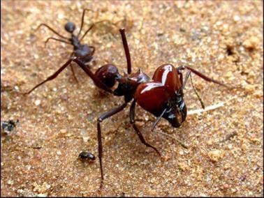 Pragas das folhas 7) Formiga-cortadeira, saúva-limão (Atta spp.