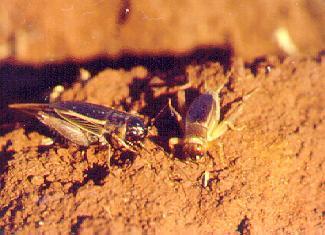 Pragas das folhas 9) Grilo-pardo (Anurogryllus muticus) -São noturnos e durante o