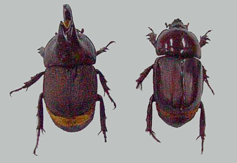 Diloboderus abderus, machos