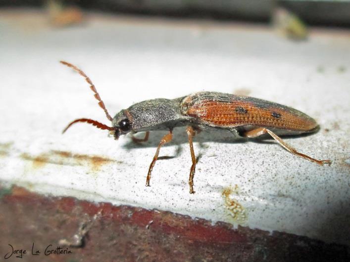 Praga das raízes 7) Larva-arame, vaga-lume (Conoderus scalaris) -São insetos de hábitos noturnos conhecidos como vaga-lumes.