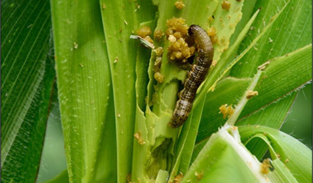 Pragas das folhas 1) Lagarta-do-cartucho (Spodoptera frugiperda) -Pode reduzir a produção em até 20%, devido a destruição foliar,