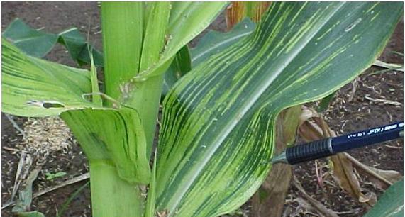 enfezamento do milho (corn stunt) -Plantas com porte baixo,