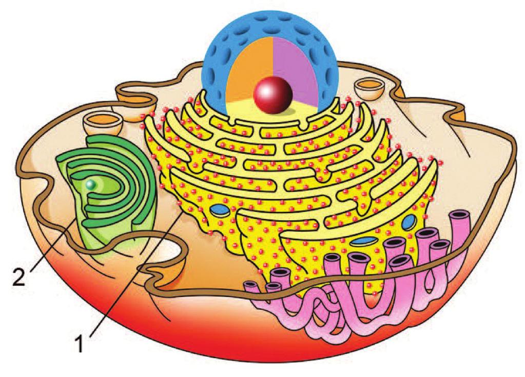 Proposto 2) (UFJF) A figura a seguir ilustra uma célula eucariota. Analise-a e responda: a) A estrutura indicada em 1 é formada por microtúbulos, constituintes do citoesqueleto.