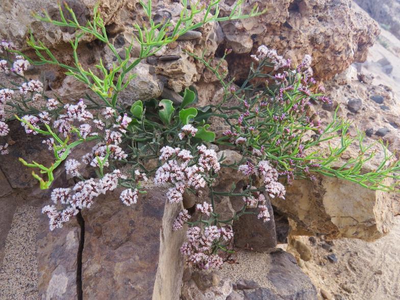 Estágio de Licenciatura Projecto 4 - Elaboração de um herbário de referência para a ilha de Santa Luzia Sob a orientação de um docente da UniCV e apoio logístico da Biosfera 1, o aluno ficaria