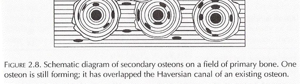 Harvers num local saturado de osteons, a formação de um osteon mantém a