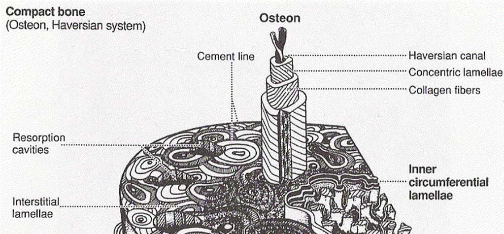 osso cortical osteons secundários ososteons
