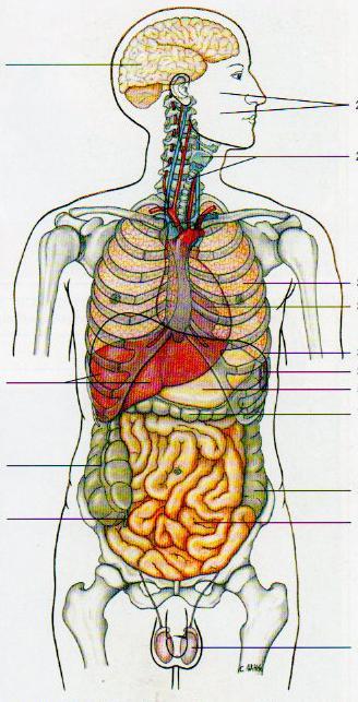 Encéfalo Cavidades oral e nasal Traquéia e laringe Tórax com pulmões Coração Fígado Colo ascendente