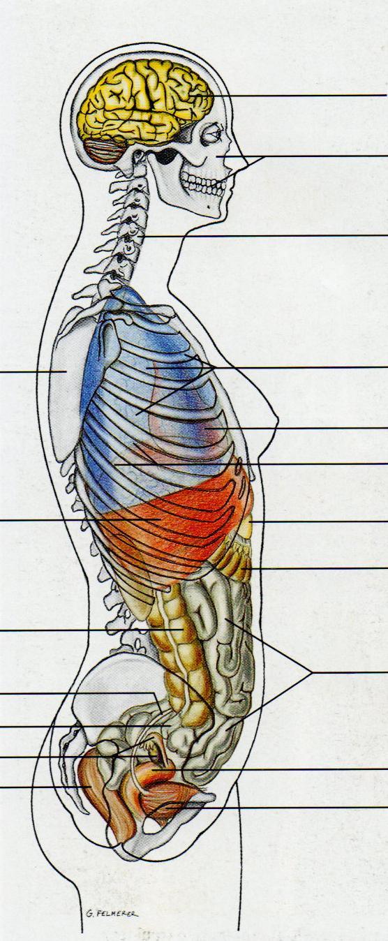 Encéfalo Cavidades oral e nasal Coluna vertebral (cervical) Escápula Tórax com pulmões Coração Diafragma Fígado Colo